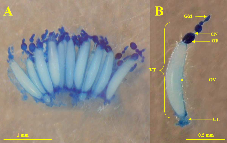 Bactrocera dorsalis Hendel : ovarioles d'une femelle sexuellement mature.