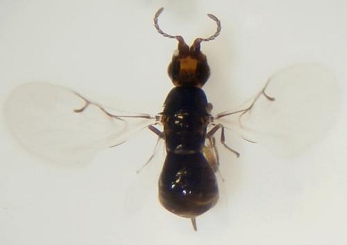 Blastophage femelle : estimation du rapport largeur abdomen / longueur corps (hors antennes et ovipositeur).