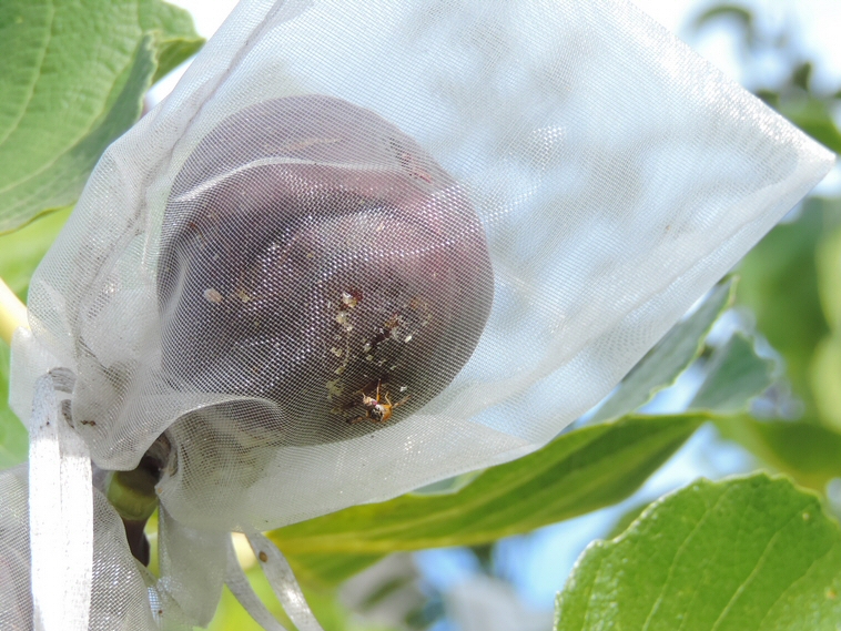 Zone de frottement du sachet sur le flanc d'une figue mure, o� se concentrent les attaques des c�ratites.