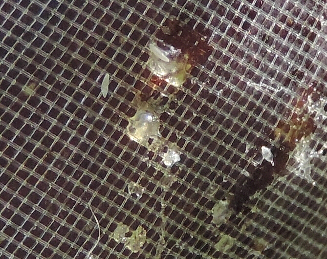 D�tail de la zone de frottement du sachet sur le flanc d'une figue mure, o� se concentrent les attaques des c�ratites.