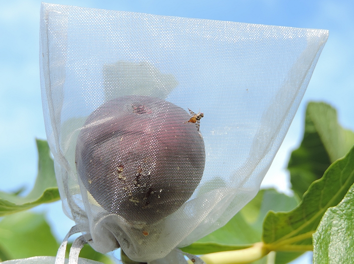 C�ratite avec ovipositeur sorti circulant sur le sachet protecteur d'une figue m�re (vari�t� Col de Dame Noire)