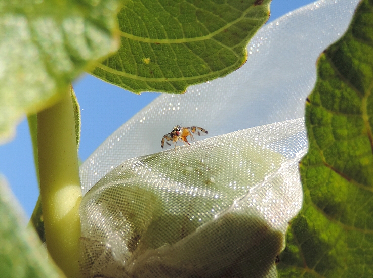 Ponte de c�ratite dans figue tout juste amollie, � travers le sachet protecteur en organza.