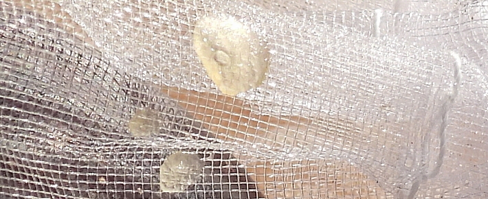 C�ratite : trace de latex circulaire sur un sachet protecteur en organza, avec trou central laiss� par l'ovipositeur