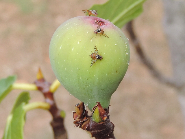 Trois c�ratites (Ceratitis capitata Wiedemann) sur une figue commen�ant � tourner