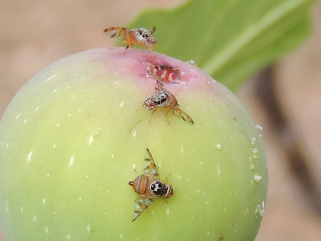 Trois c�ratites (Ceratitis capitata Wiedemann) sur une figue commen�ant � tourner