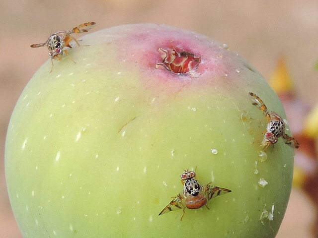 Trois c�ratites (Ceratitis capitata Wiedemann) sur une figue commen�ant � tourner