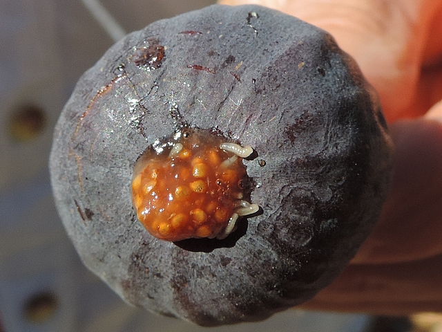 Larves de Ceratitis capitata Wiedemann dans figue � surmaturit�