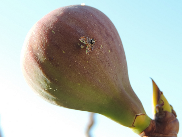 C�ratite (Ceratitis capitata Wiedemann) pondant � travers l'�piderme de la figue
