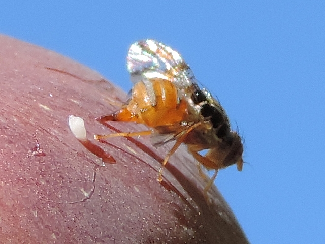 Mouche m�diterran�enne des fruits (Ceratitis capitata Wiedemann) venant de pondre � travers l'�piderme de la figue