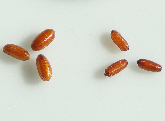 Pupes de Ceratitis capitata Wiedemann (� gauche) et de Silba adipata McAlpine