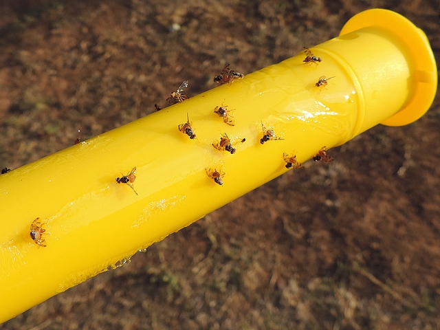 Mouches m�diterran�ennes des fruits (C�ratites, Ceratitis capitata Wiedemann) englu�es sur stick jaune