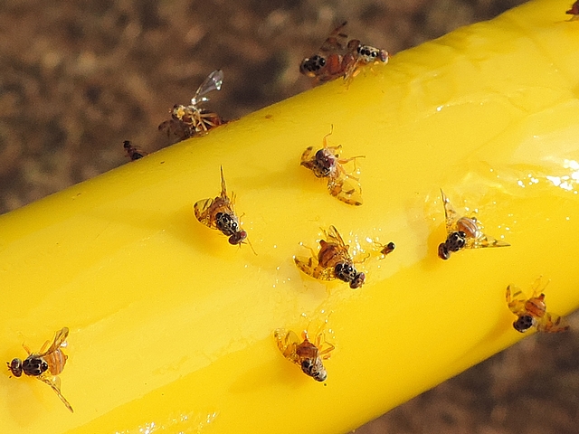 Mouches m�diterran�ennes des fruits (C�ratites, Ceratitis capitata Wiedemann) englu�es sur stick jaune