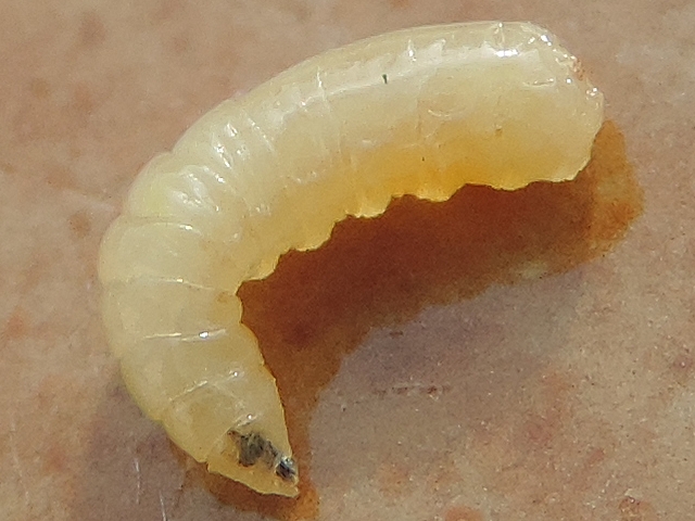 Larve de Ceratitis capitata Wiedemann
