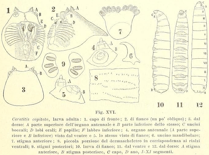 Figures descriptives de la larve de Ceratitis capitata Wiedemann