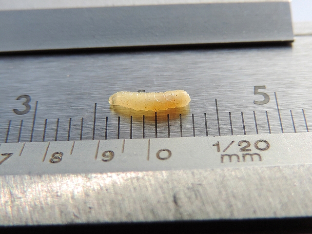 Mesure d'une larve de Ceratitis capitata Wiedemann issue d'une figue � surmaturit�