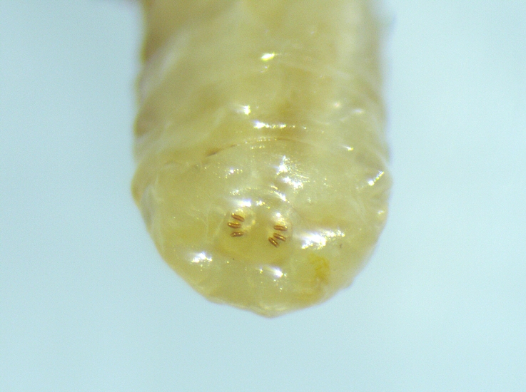 Larve de Ceratitis capitata Wiedemann : stigmates post�rieurs.
