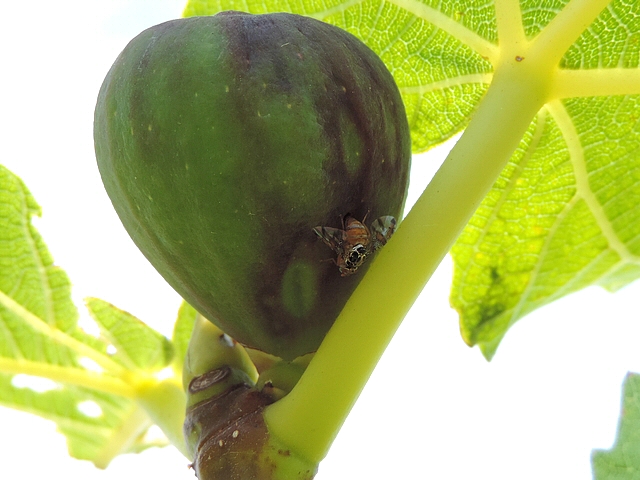 Ceratitis capitata Wiedemann pondant dans le trou de sortie d'une larve de Silba adipata McAlpine