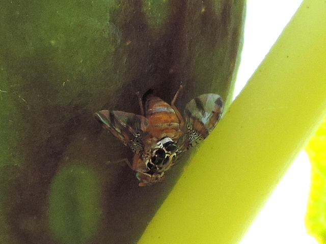 Ceratitis capitata Wiedemann pondant dans le trou de sortie d'une larve de Silba adipata McAlpine