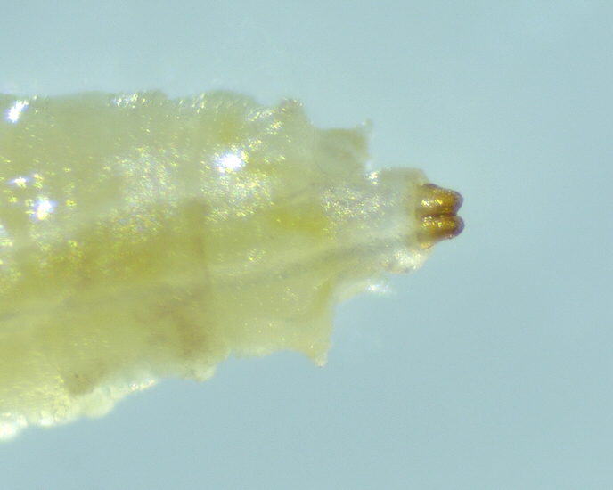 Extr�mit� post�rieure de la larve de Drosophila suzukii Matsumura.