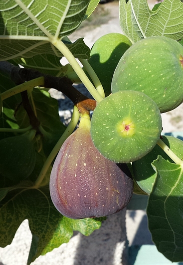 Ficus carica 'Black Jack' : figues saines