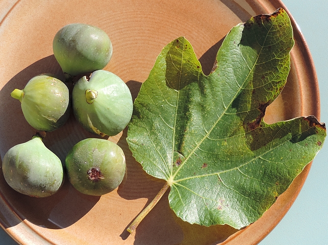 Ficus carica 'Cendrosa' : vari�t� non sensible aux attaques de Silba adipata McAlpine