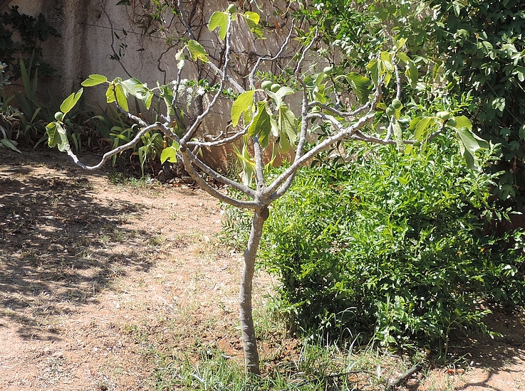 Ficus carica 'Cendrosa' : vari�t� non sensible aux attaques de Silba adipata McAlpine