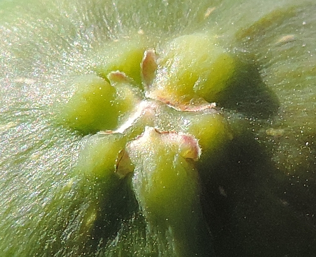 Ficus carica 'Cendrosa' : �cailles ostiolaires (figue immature)