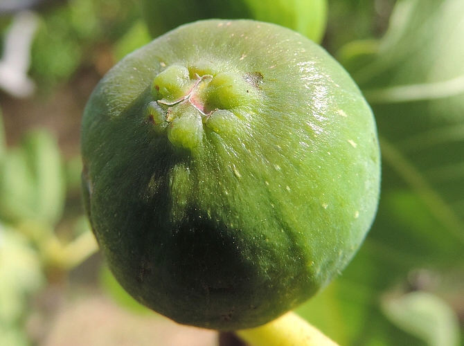 Ficus carica 'Cendrosa' : figue immature avec r�gion ostiolaire protub�rante