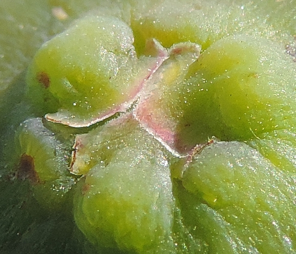 Ficus carica 'Cendrosa' : �cailles ostiolaires (figue immature).