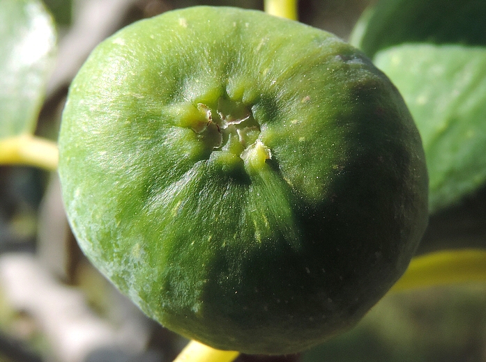 Ficus carica 'Cendrosa' : figue immature avec r�gion ostiolaire creuse
