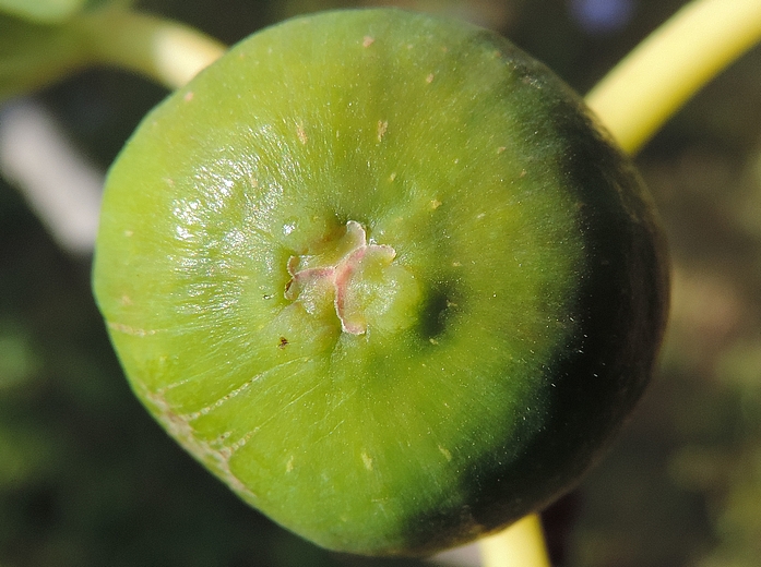 Ficus carica 'Cendrosa' : figue immature avec r�gion ostiolaire grossi�rement plane