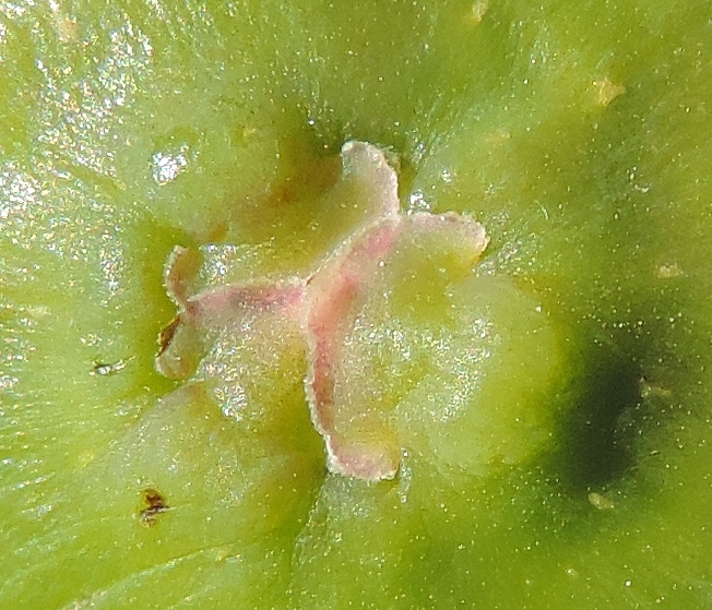 Ficus carica 'Cendrosa' : �cailles ostiolaires (figue immature)