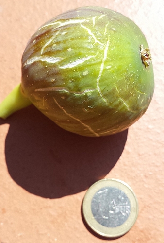 Ficus carica 'Cendrosa' : figue m�re.