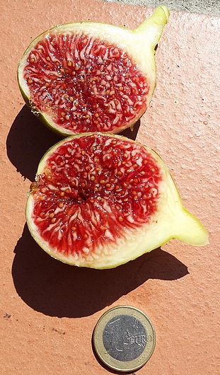 Ficus carica 'Cendrosa' : int�rieur d'une figue m�re.