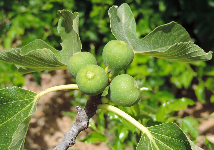 Ficus carica 'Cendrosa' : groupe de figues immatures.