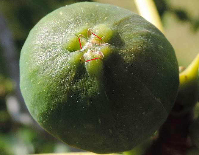 Ficus carica 'Cendrosa' : visualisation des parties flottantes des �cailles ostiolaires