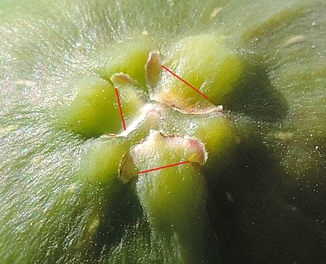 Ficus carica 'Cendrosa' : d�limitation de la partie flottante des �cailles ostiolaires