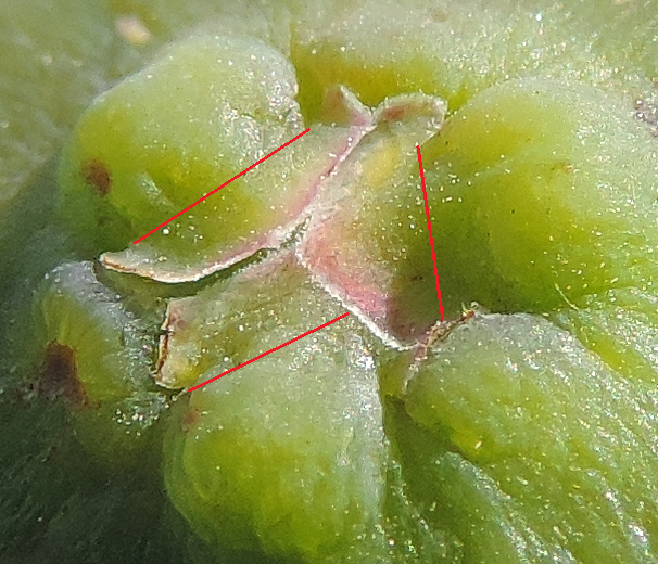Ficus carica 'Cendrosa' : visualisation des parties flottantes des �cailles ostiolaires