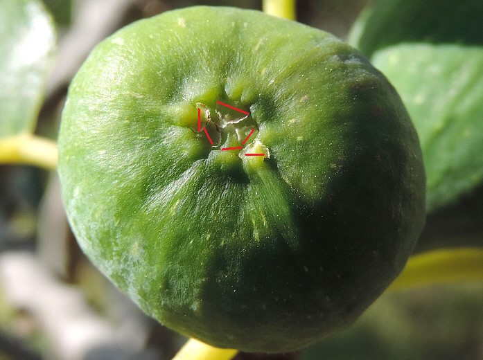Ficus carica 'Cendrosa' : visualisation des parties flottantes des �cailles ostiolaires