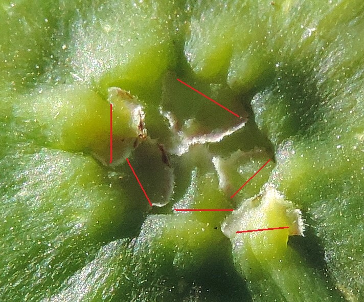 Ficus carica 'Cendrosa' : visualisation des parties flottantes des �cailles ostiolaires
