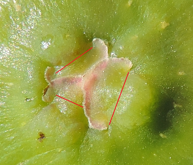 Ficus carica 'Cendrosa' : visualisation des parties flottantes des �cailles ostiolaires.