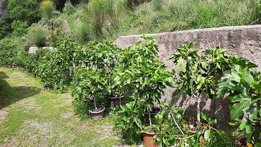 Ficus carica - collections de figuiers (partie en pots)