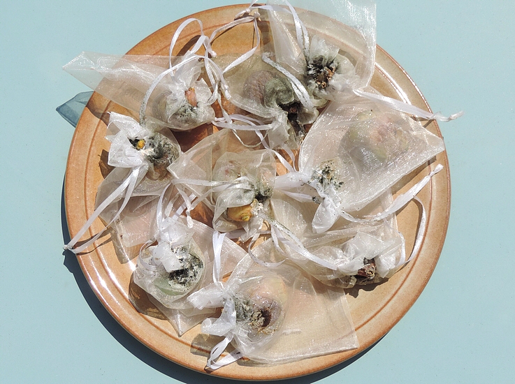 Cochenilles farineuses : figues m�res r�colt�es dans leur sachet protecteur recouvert de fumagine dans la zone de serrage