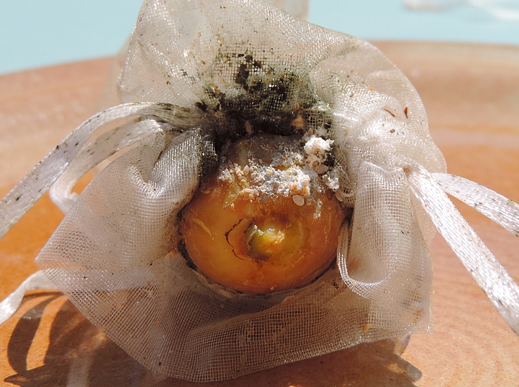Cochenilles farineuses sur la partie du col d'une figue m�re non couverte par le sachet en organza