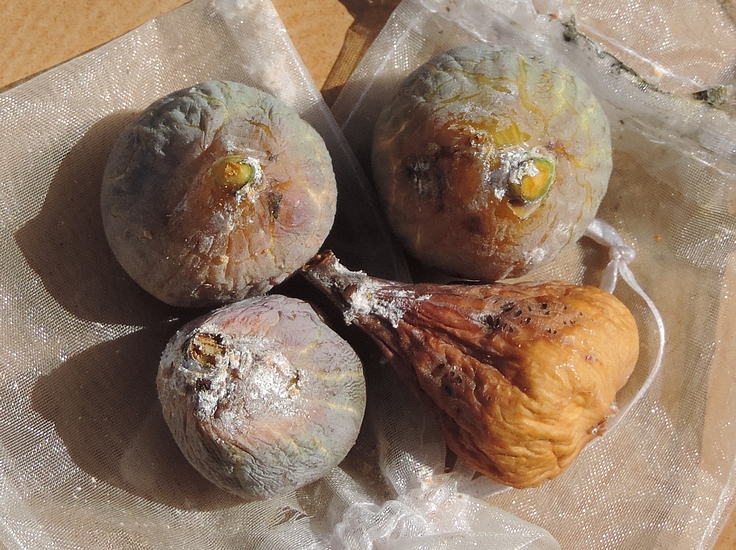 Cochenilles farineuses : attaques l�g�res sur partie du p�doncule ou du col de la figue hors sachet en organza