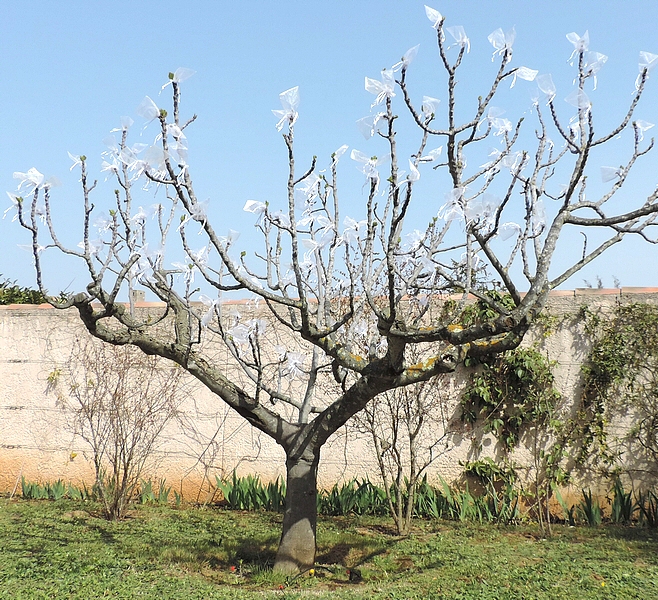 Figues fleurs Grise de la Saint-Jean ensach�es individuellement contre Silba adipata McAlpine