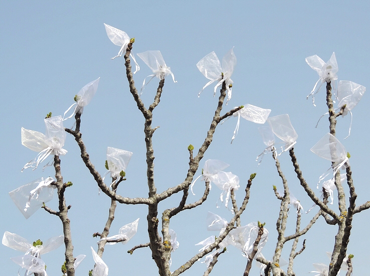 Figues fleurs Grise de la Saint-Jean ensach�es individuellement contre Silba adipata McAlpine