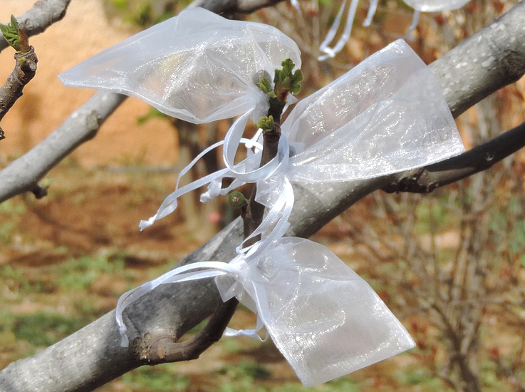 Figues fleurs Grise de la Saint-Jean ensach�es individuellement contre Silba adipata McAlpine