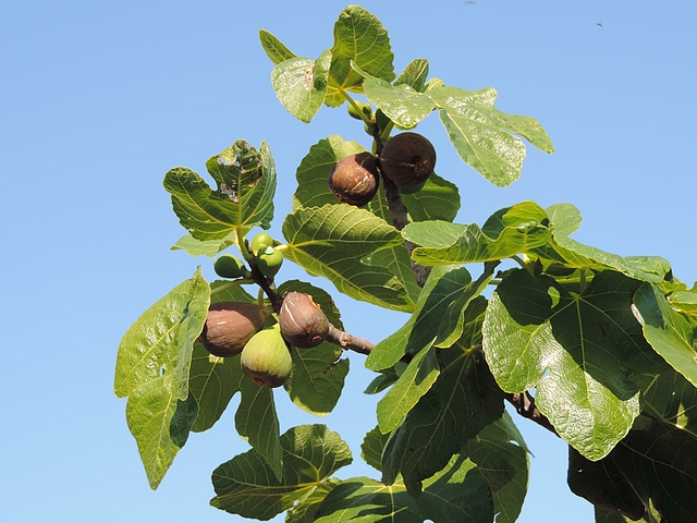 Figues fleurs 'Grise de la Saint-Jean' ayant eu l'ostiole obtur� et parvenues � maturit�