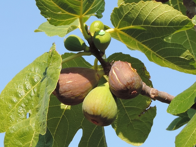 Figues fleurs 'Grise de la Saint-Jean' ayant eu l'ostiole obtur� et parvenues � maturit�